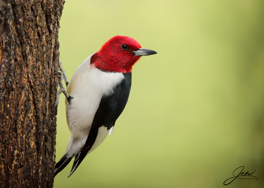 BirdSpotter Winter 2021 Photo Contest Finalists